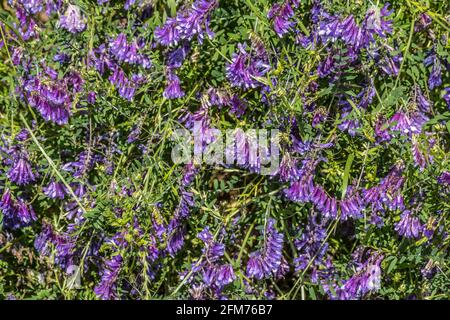 Große Cluster einer Kuh-Vetch-Weinpflanze, die wächst Fülle in einem Feld mit leuchtend violetten Blumen anzuziehen Bienen Schmetterlinge und andere Insekten auf Stockfoto