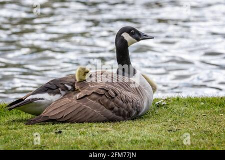 Süße Baby Canada Gans mit dem Kopf, der aus der Unterseite herausragt Flügel der Mutter, wo sie sich schützt Stockfoto