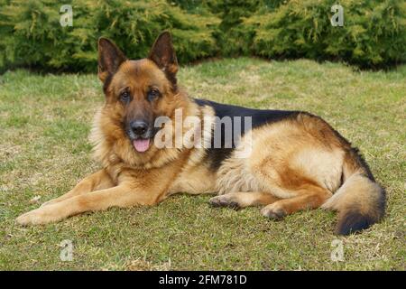 Deutscher Shepard legte sich auf das Gras Stockfoto