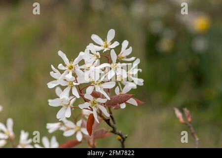 Nahaufnahme von blühenden Blüten der glatten Dienstbeere (amelanchier laevis) Stockfoto