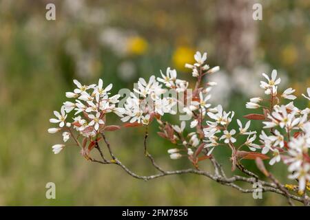 Nahaufnahme von blühenden Blüten der glatten Dienstbeere (amelanchier laevis) Stockfoto