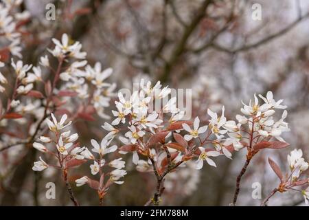 Nahaufnahme von blühenden Blüten der glatten Dienstbeere (amelanchier laevis) Stockfoto