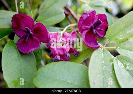 Akebia quinata Schokoladenrebe – duftende, lila, schalenförmige Blüten mit dicken Kelchblättern, Mai, England, Großbritannien Stockfoto