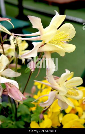 Aquilegia vulgaris McKana Hybrid Columbine / Granny’s Bonnet McKana Hybrid – hellgelbe Blume mit langen geraden Ausläufern, Mai, England, Großbritannien Stockfoto