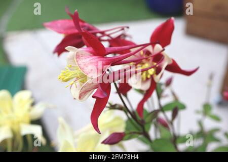 Aquilegia vulgaris ‘Crimson Star’ Columbine / Granny’s Bonnet – weiße Blüten mit roten Sepalen und langen geraden Spornen, Mai, England, Großbritannien Stockfoto