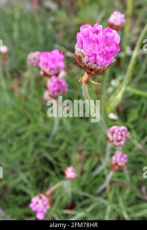 Armeria maritima ‘splendens’ Sea Thrift splendens - kugelförmiger Haufen von tiefrosa Blüten und grasähnlichen Blättern, Mai, England, Großbritannien Stockfoto