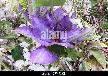 Clematis ‘The President’ Violet blau lila Blüten mit spitzen Blütenblättern, Mai, England, Großbritannien Stockfoto