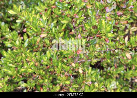 Coprosma repens ‘Lemon and Lime’ looking-glass plant Lemon and Lime – multi-colored small shiny ovate leaves, May, England, UK Stockfoto