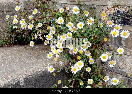 Erigeron karvinskianus ‘profusion’ Mexican fleabane – weiße und rosafarbene Blüten auf drahtigem Stiel und kleinen dunkelgrünen, lanzenförmigen Blättern, Mai, England, Großbritannien Stockfoto