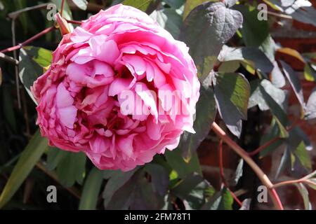 Paeonia lactiflora ‘Sarah Bernhardt’ Peony Sarah Bernhardt – riesige rosarote Doppelblüten und große, geteilte Blätter, Mai, England, Großbritannien Stockfoto