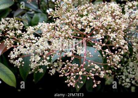 Photinia x fraseri BLÜTENKNOSPEN Rote Spitze Photinia – Rispen aus weißen Blütenknospen und winzigen sternförmigen Blüten, Mai, England, Großbritannien Stockfoto