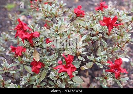 Rhododendron / Azalea japonica ‘Hotshot Variegata’ scharlachrote Blüten und kleine bunte Blätter, Mai, England, Großbritannien Stockfoto