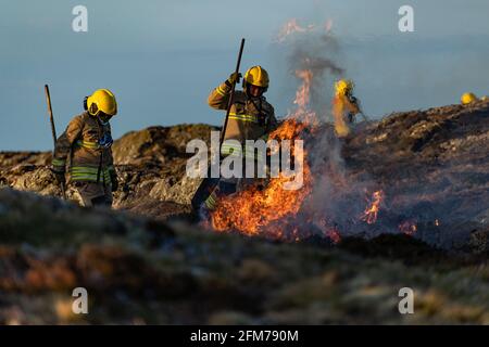 Feuerwehrmannschaften bekämpfen das Gorse-Feuer auf der Isle of Anglesey. Stockfoto