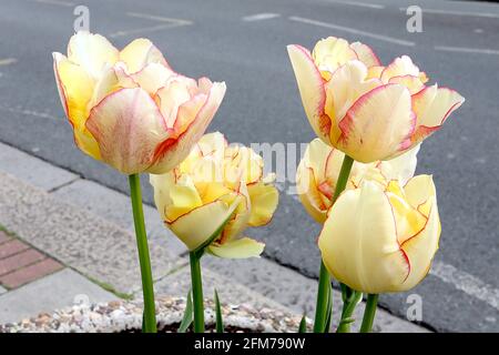 Tulipa ‘Akebono’ Double Late 11 Akebono Tulpe – doppelte gelbe Blüten, feiner roter Umriss, feine rote Ränder, Mai, England, VEREINIGTES KÖNIGREICH Stockfoto