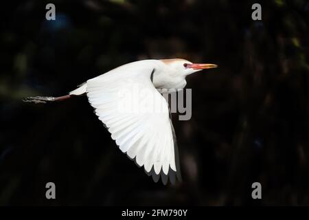 Kuhreiher Stockfoto