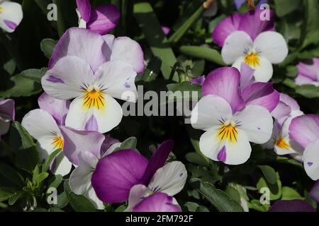 Viola ‘Sorbet Pink Wing’ Pansy Pink Wing – weiße Blüten mit violett-rosa hinteren Blütenblättern, Mai, England, Großbritannien Stockfoto