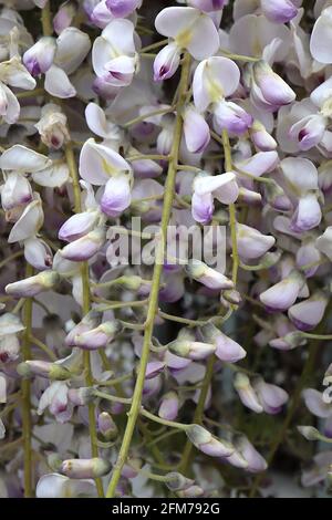 Wisteria floribunda Kimono Wisteria floribunda ‘Weiß mit blauem Auge’ weiße Blüten mit hellem gelben Streifen in der Mitte und violetten Spitzen, Mai, England, Großbritannien Stockfoto