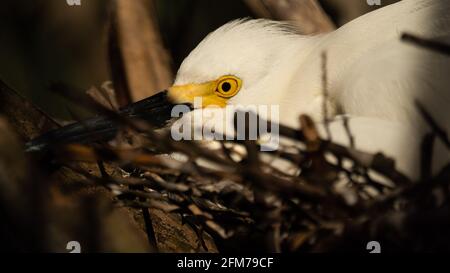 Verschneite Reiher-Mutter in Nest Stockfoto