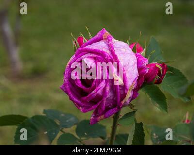 Isolierte fuchsiafarbene Farbe auf grünem Hintergrund Stockfoto