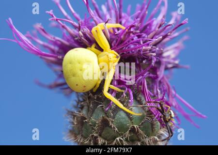 Weibliche und männliche Goldrutenkrabbe-Spinne, Misumena vatia auf Distel Stockfoto