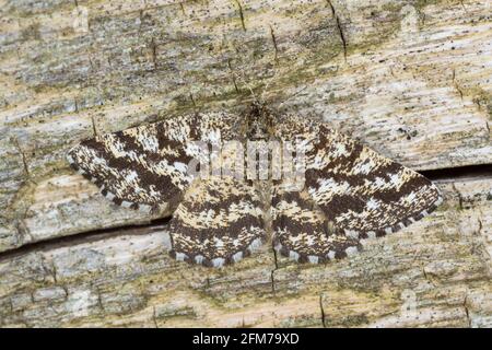 Makrofoto einer weiblichen Heide, Ematurga atomaria auf Holz Stockfoto