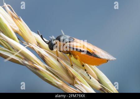 Makrofoto einer Rosenfliege, Arge ochropus auf Getreide Stockfoto