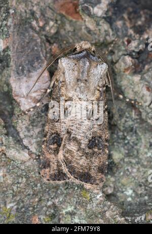 Makrofoto von einem Herz und einem Keule, Agrotis clavis ruht auf Holz Stockfoto