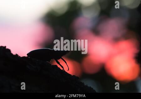 Schönes Foto von einem weiblichen Hirschkäfer, Lucanus cervius im Sonnenuntergang Stockfoto