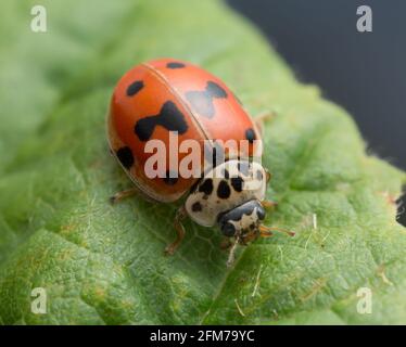 Makrofoto eines zehnfleckigen Marienkäfer, Adalia decempunctata auf dem Blatt Stockfoto