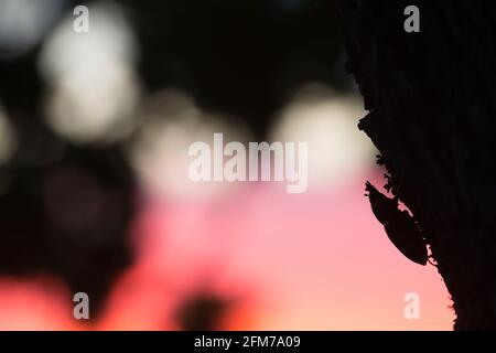 Schönes Foto eines weiblichen Hirschkäfer auf Eichenzweig Im Sonnenuntergang Stockfoto