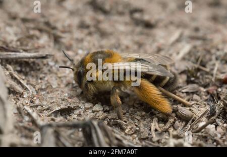 Weibliche Pantaloonbiene, Dasypoda hirtipes auf Sand Stockfoto