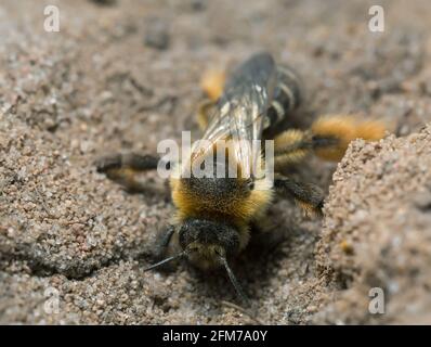 Weibliche Pantaloonbiene, Dasypoda hirtipes, die im Sand graben Stockfoto