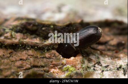 Weiße Rindenkäfer aus Buche, Scolytus carpini auf Holz Stockfoto