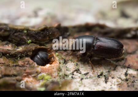 Weiße Rindenkäfer aus Buche, Scolytus carpini auf Holz Stockfoto