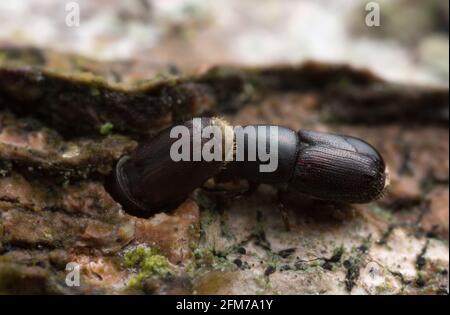 Weiße Rindenkäfer aus Buche, Scolytus carpini auf Holz Stockfoto