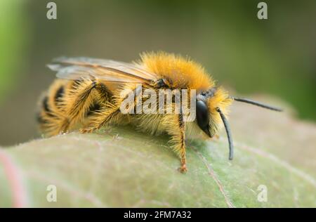 Männliche Pantaloonbiene, Dasypoda hirtipes auf Blatt Stockfoto