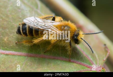 Männliche Pantaloonbiene, Dasypoda hirtipes auf Blatt Stockfoto