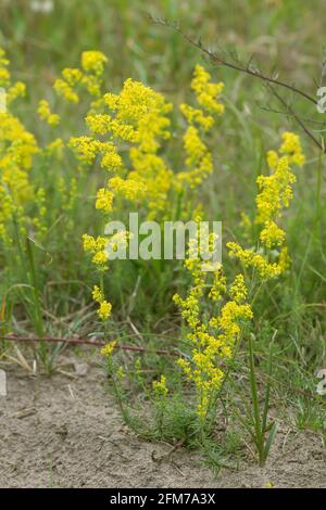 Lady's Bettstroh, Galium Verum blüht in trockener, sandiger Umgebung Stockfoto