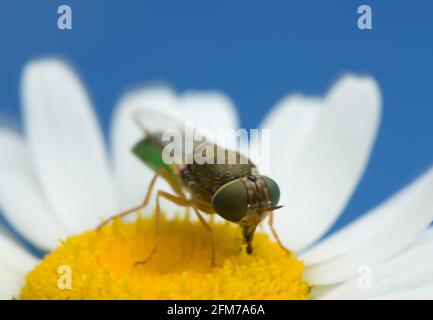 Orange-gehörnte grüne Oberste, Odontomyia angulata auf Ochsenauge-Gänseblümchen Stockfoto