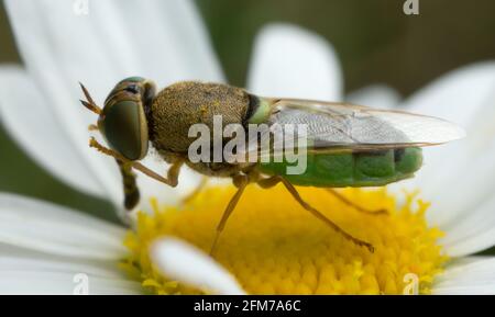 Orange-gehörnte grüne Oberste, Odontomyia angulata auf Ochsenauge-Gänseblümchen Stockfoto