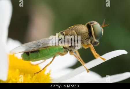 Orange-gehörnte grüne Oberste, Odontomyia angulata auf Ochsenauge-Gänseblümchen Stockfoto