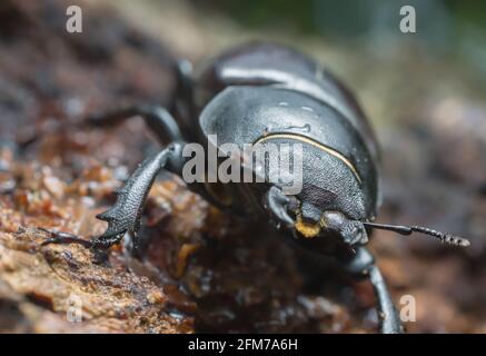 Makrofoto eines weiblichen Hirschkäfer, Lucanus cervius auf Eichenholz Stockfoto
