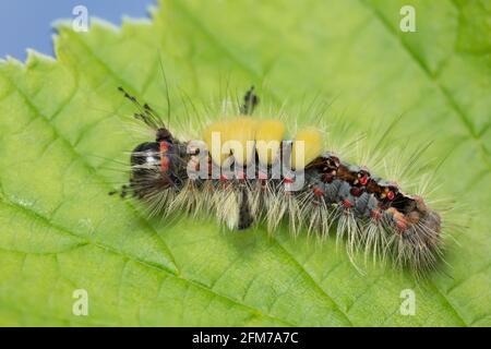 Rostiger Stoßfalter, Orgyia antiqua Larve auf Blatt Stockfoto