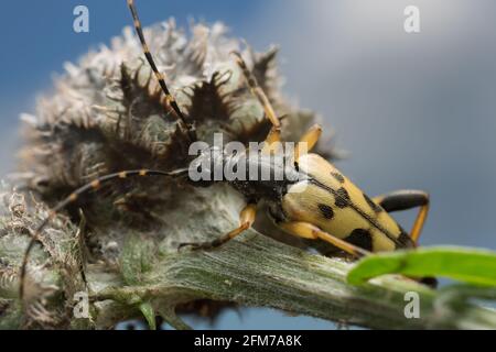 Geflecktes Langhorn, Rutpela maculata auf der Pflanze, Makrofoto Stockfoto