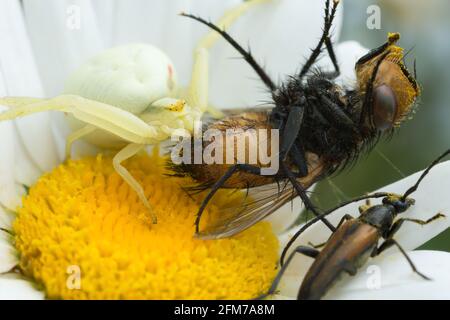 Goldrutenkrabbenspinne, Misumena vatia, die sich von gefangener Fliege ernährt Stockfoto