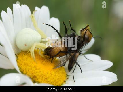 Goldrutenkrabbenspinne, Misumena vatia, die sich von gefangener Fliege ernährt Stockfoto