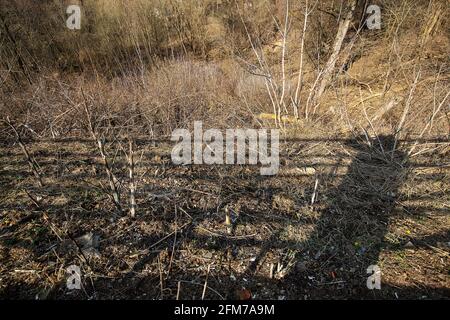 Ein steiler Hang in der Nähe der Aussichtsplattform in den Bergen, die natürliche Landschaft wird von Menschen verdorben, auf dem trockenen Gras im frühen Frühjahr bei sonnigem Wetter liegen CI Stockfoto