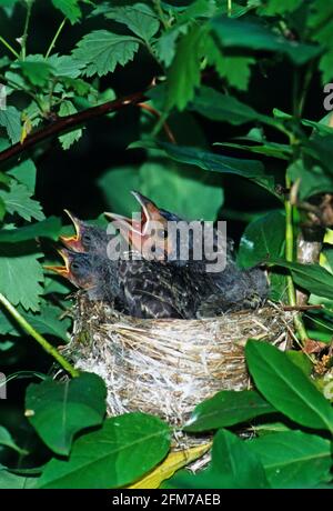 Braunes Kuhvogelkick im gelben Waldsänger-Nest Stockfoto