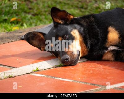 Schwarzer Mongrel Hund, der auf dem Hof in der Nähe des Gartens in Guatape, Kolumbien, ruht Stockfoto