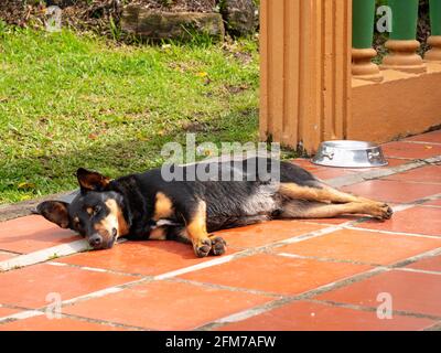 Schwarzer Mongrel Hund, der auf dem Hof in der Nähe des Gartens in Guatape, Kolumbien, ruht Stockfoto